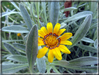 foto Fiori